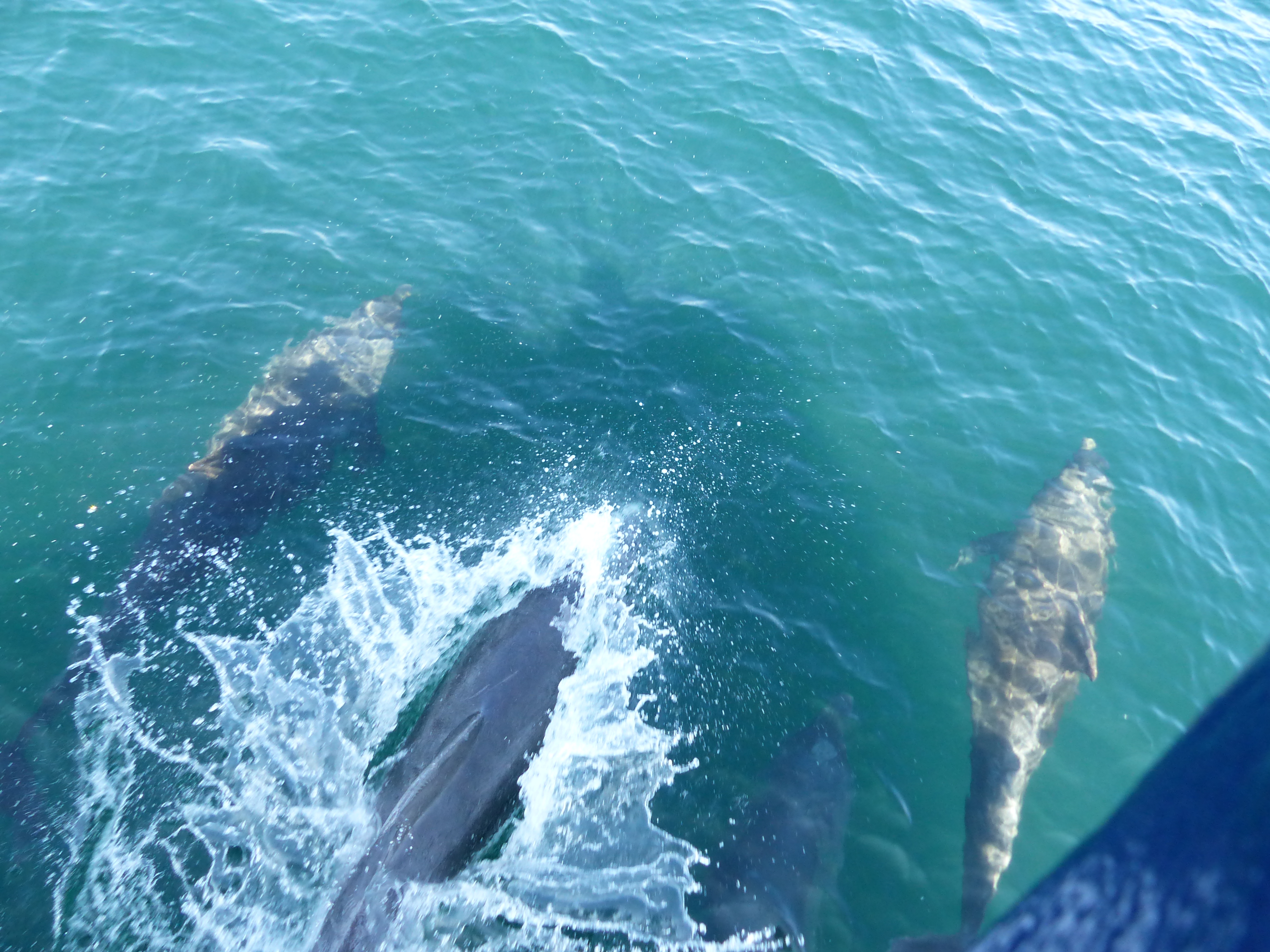 Bottlenose dolphins off Ardalanish Bay