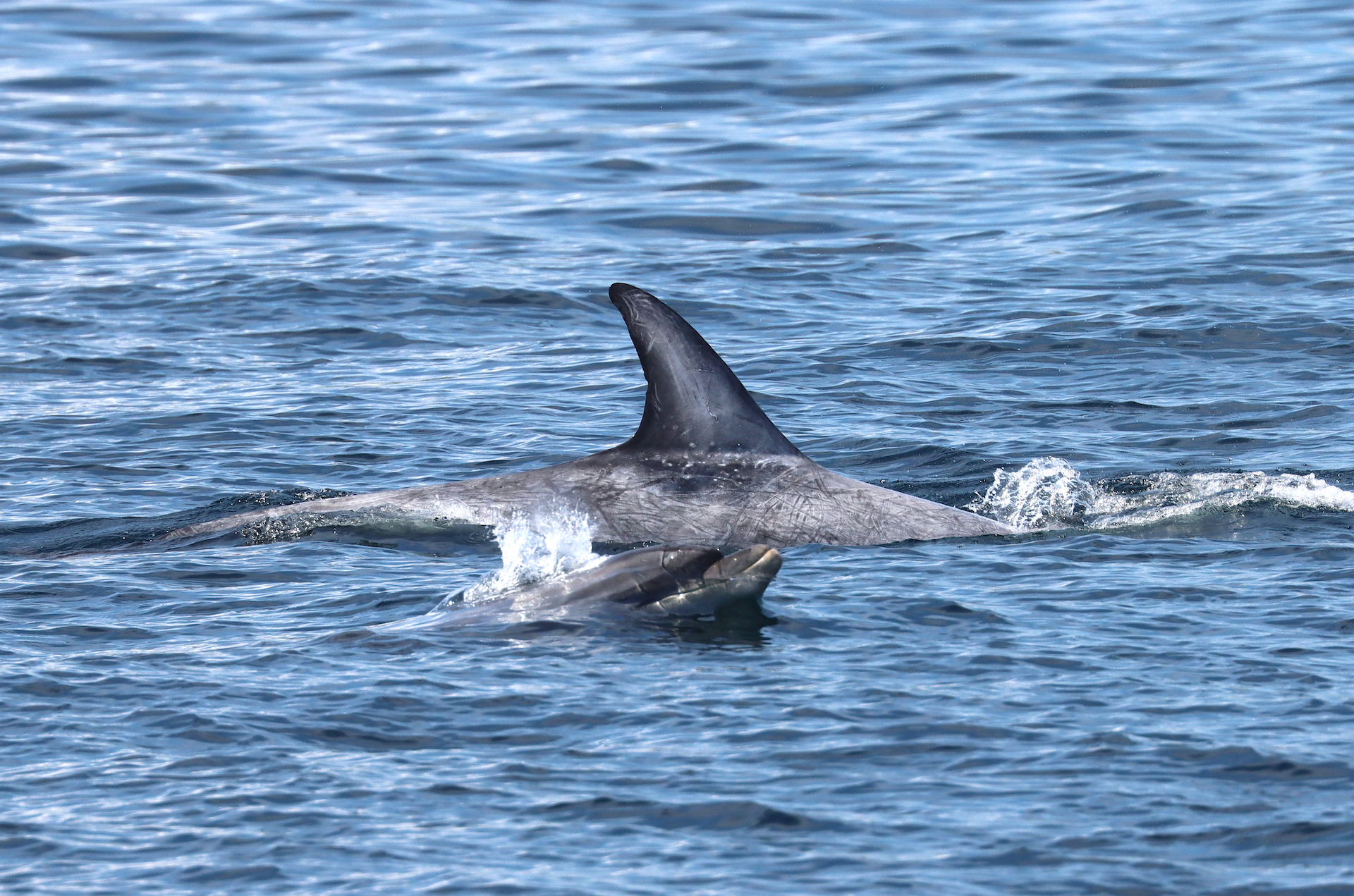 Risso's and bottlenose dolphin