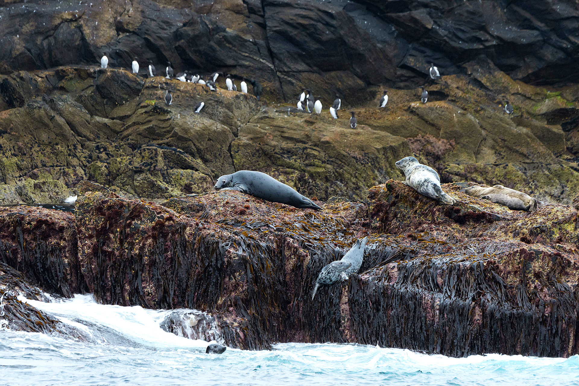 Grey seals at Sula Sgeir