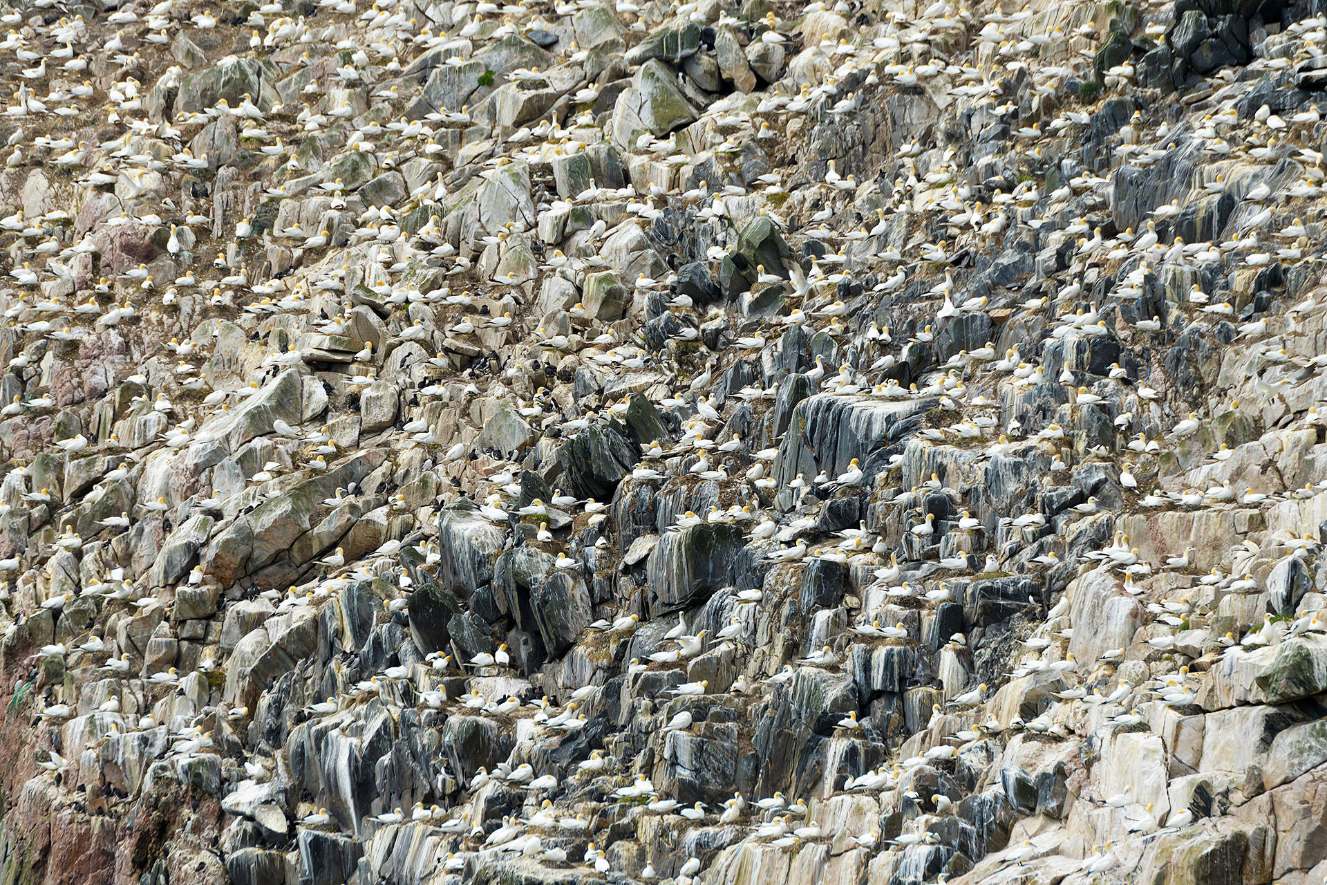Gannet colony at the Flannan Isles