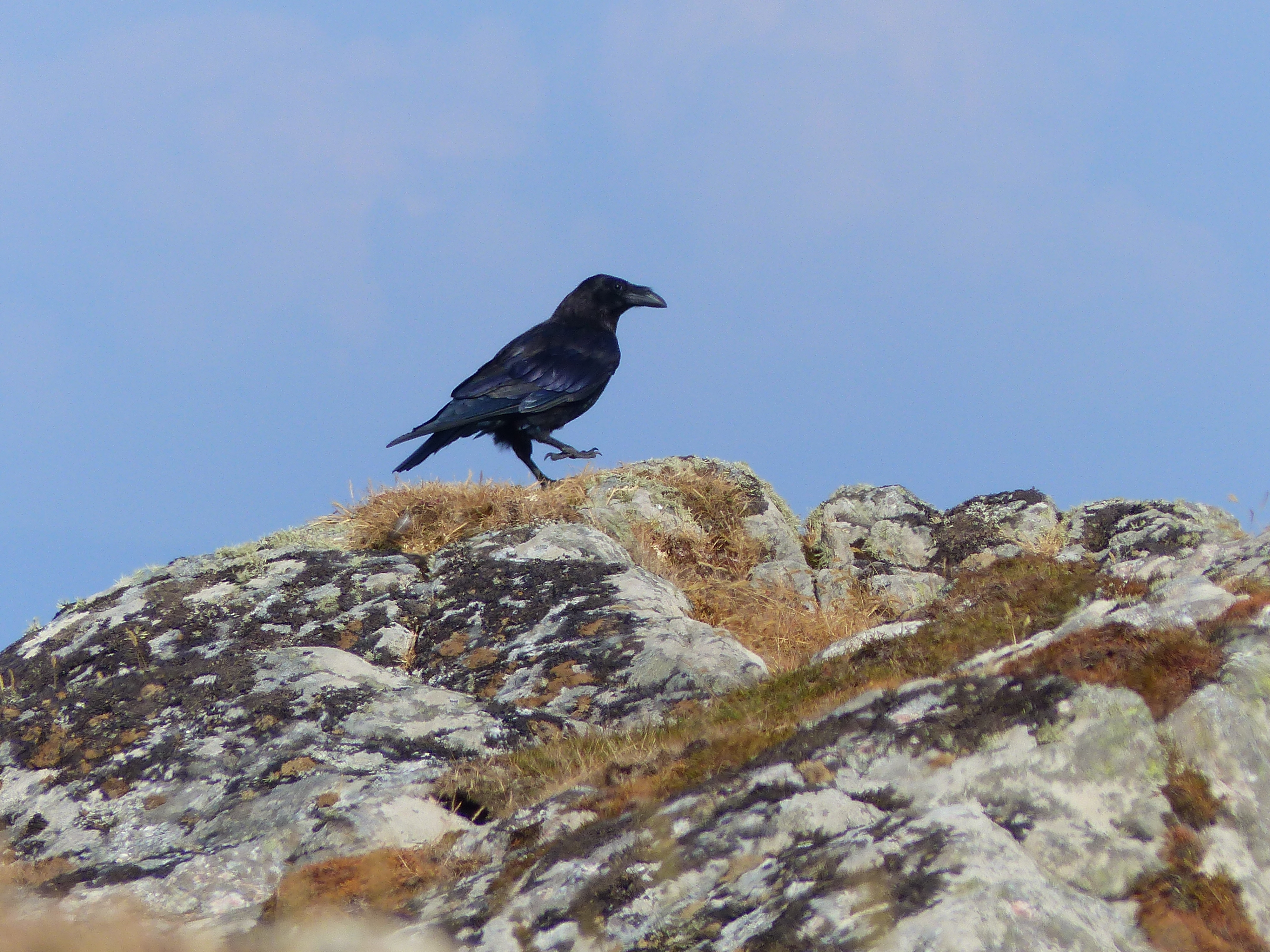 Raven on Tiree
