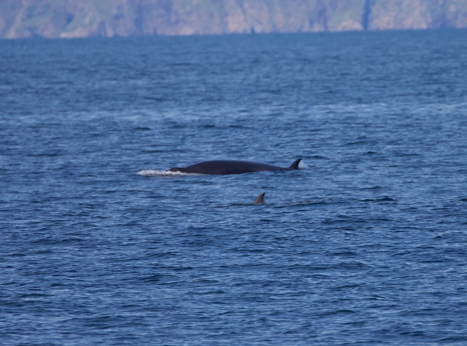 Sei whale seen by Hebridean Adventures guests