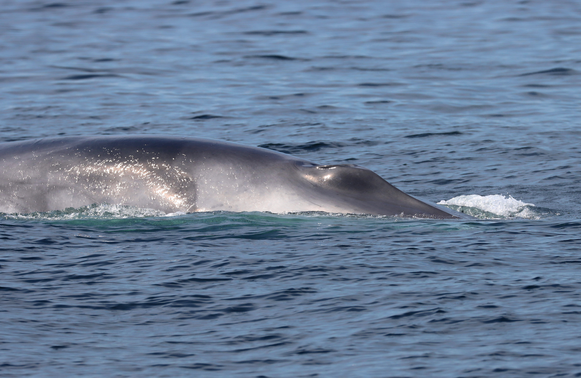Fin whale seen by Hebridean Adventures guests